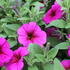 Petunia hybrida 'Petchoa BeautiCal Purple Dawn'_1.JPG