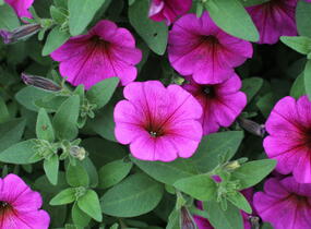Petúnie 'Petchoa BeautiCal Purple Dawn' - Petunia hybrida 'Petchoa BeautiCal Purple Dawn'
