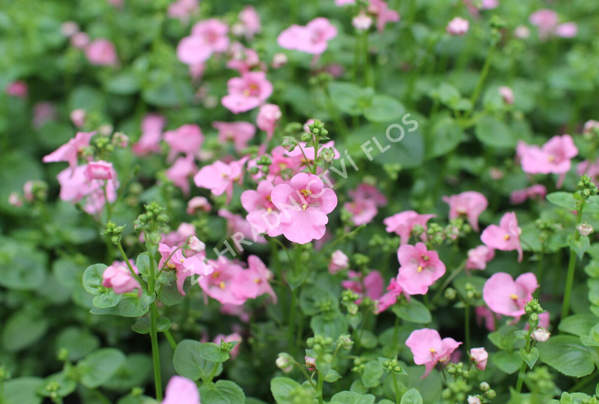 Ostruhatka 'Elfjes Pink' - Diascia elegans 'Elfjes Pink'