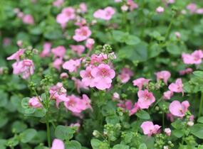 Ostruhatka 'Elfjes Pink' - Diascia elegans 'Elfjes Pink'