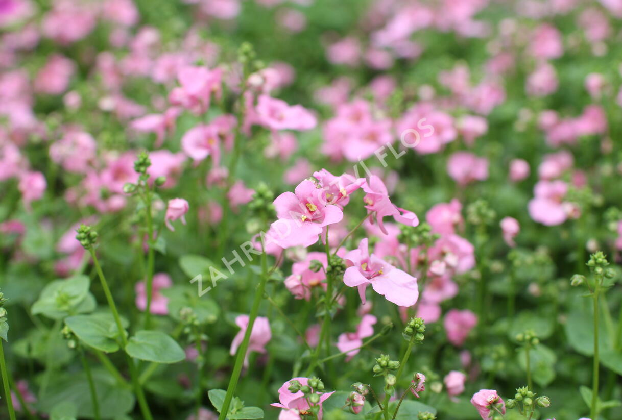 Ostruhatka 'Elfjes Pink' - Diascia elegans 'Elfjes Pink'