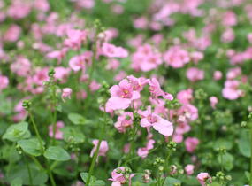 Ostruhatka 'Elfjes Pink' - Diascia elegans 'Elfjes Pink'