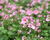 Ostruhatka 'Elfjes Pink'