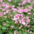 Diascia elegans 'Elfjes Pink'_1.JPG