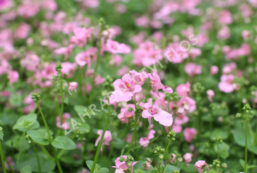 Ostruhatka 'Elfjes Pink' - Diascia elegans 'Elfjes Pink'