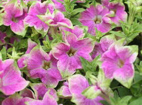 Petúnie 'Littletunia Rose' - Petunia hybrida 'Littletunia Rose'