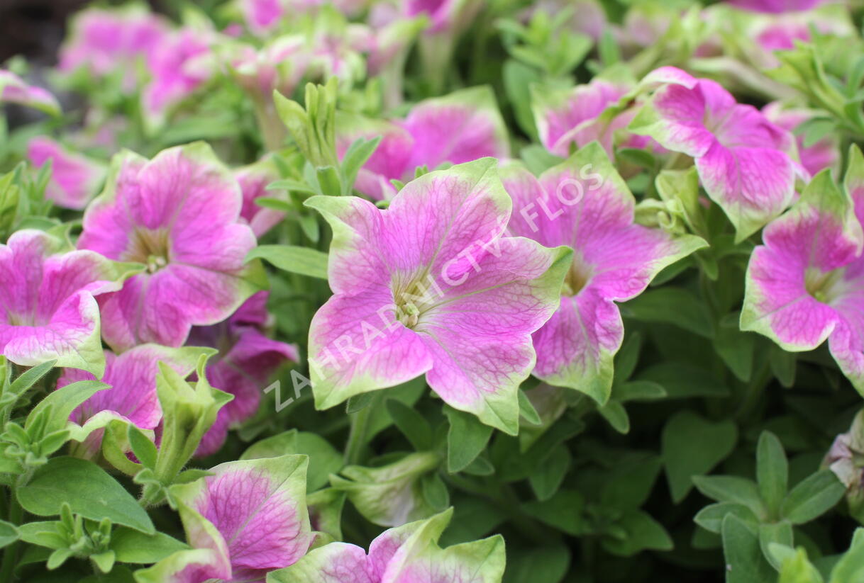 Petúnie 'Littletunia Rose' - Petunia hybrida 'Littletunia Rose'