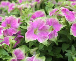 Petúnie 'Littletunia Rose'