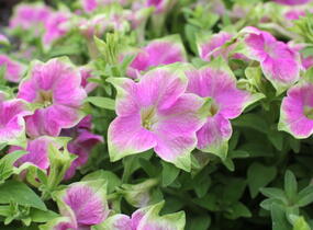 Petúnie 'Littletunia Rose' - Petunia hybrida 'Littletunia Rose'