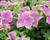 Petúnie 'Littletunia Rose'