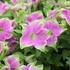 Petunia hybrida 'Littletunia Rose'.JPG