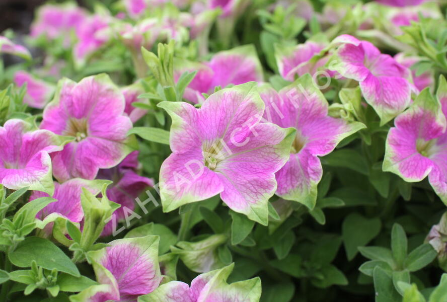 Petúnie 'Littletunia Rose' - Petunia hybrida 'Littletunia Rose'