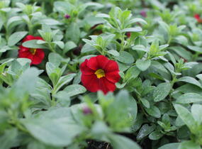 Minipetúnie, Million Bells 'Lia Chilli Pepper' - Calibrachoa hybrida 'Lia Chilli Pepper'