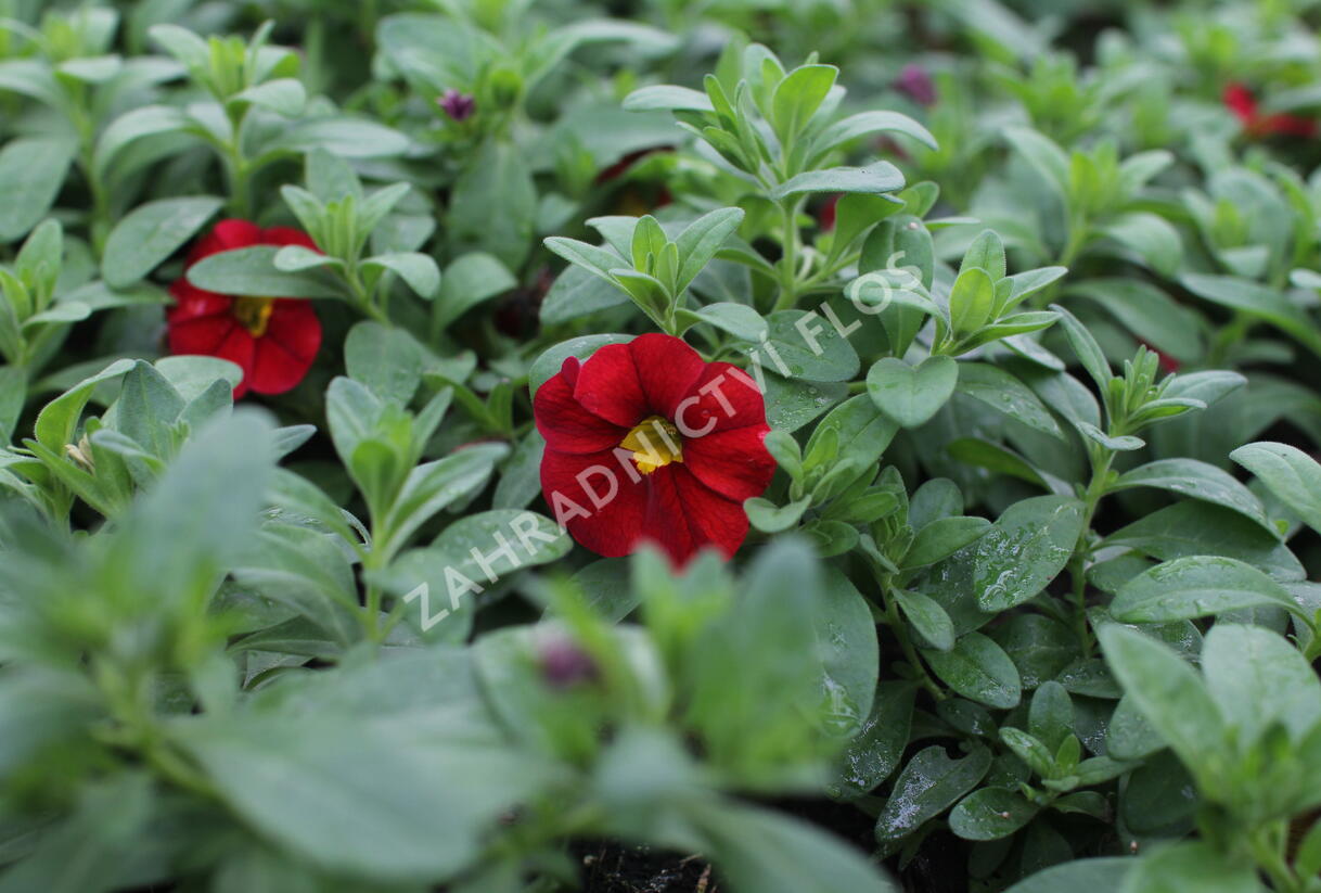 Minipetúnie, Million Bells 'Lia Chilli Pepper' - Calibrachoa hybrida 'Lia Chilli Pepper'