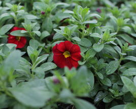 Minipetúnie, Million Bells 'Lia Chilli Pepper'