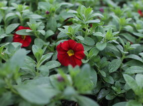 Minipetúnie, Million Bells 'Lia Chilli Pepper' - Calibrachoa hybrida 'Lia Chilli Pepper'
