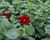 Minipetúnie, Million Bells 'Lia Chilli Pepper'