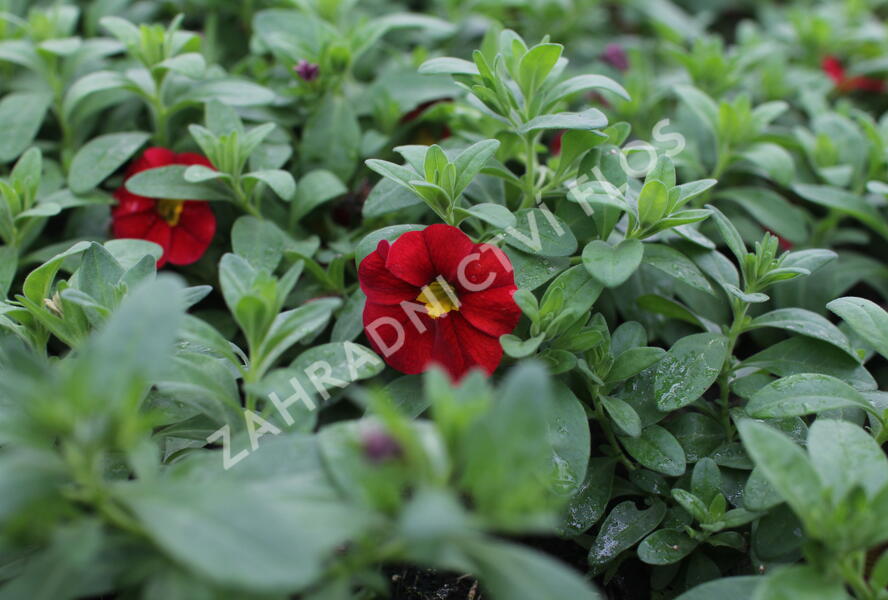 Minipetúnie, Million Bells 'Lia Chilli Pepper' - Calibrachoa hybrida 'Lia Chilli Pepper'