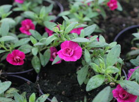 Minipetúnie, Million Bells 'Aloha Double Purple' - Calibrachoa hybrida 'Aloha Double Purple'