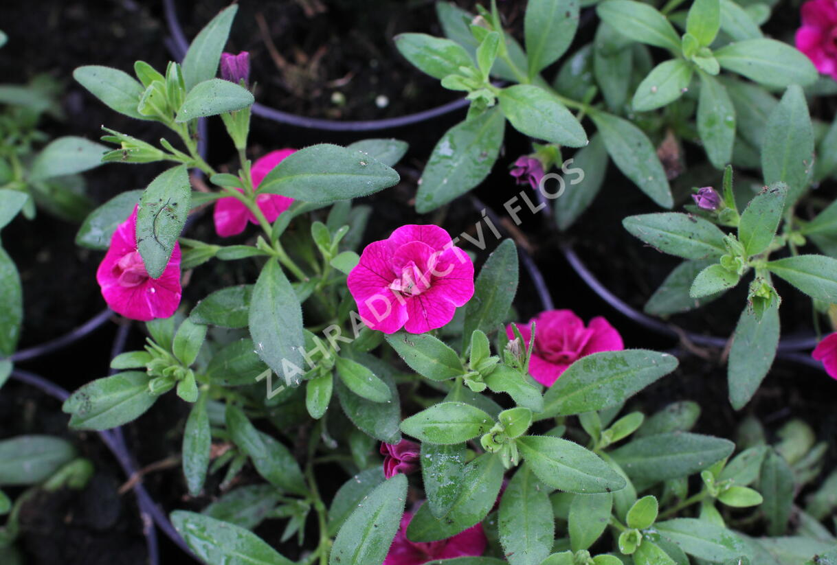 Minipetúnie, Million Bells 'Aloha Double Purple' - Calibrachoa hybrida 'Aloha Double Purple'