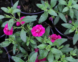 Minipetúnie, Million Bells 'Aloha Double Purple'