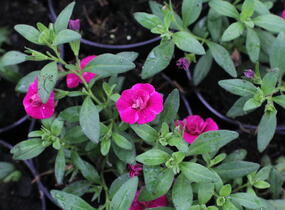 Minipetúnie, Million Bells 'Aloha Double Purple' - Calibrachoa hybrida 'Aloha Double Purple'