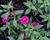 Minipetúnie, Million Bells 'Aloha Double Purple'