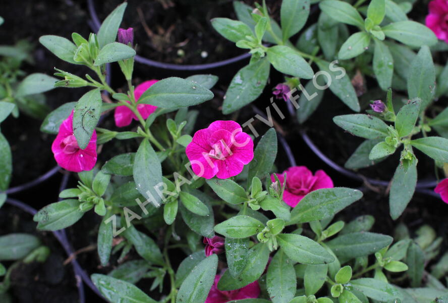 Minipetúnie, Million Bells 'Aloha Double Purple' - Calibrachoa hybrida 'Aloha Double Purple'
