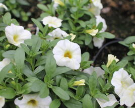 Minipetúnie, Million Bells 'Colibri Blizzard'
