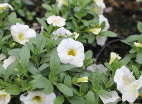 Minipetúnie, Million Bells 'Colibri Blizzard' - Calibrachoa hybrida 'Colibri Blizzard'