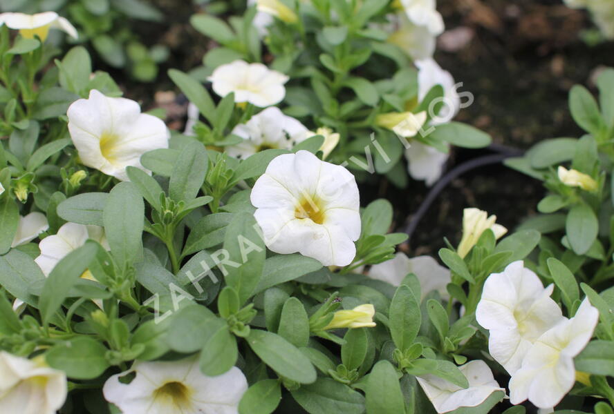 Minipetúnie, Million Bells 'Colibri Blizzard' - Calibrachoa hybrida 'Colibri Blizzard'