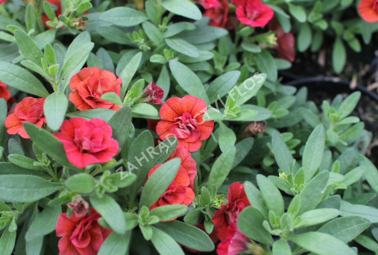 Minipetúnie, Million Bells 'Sweetbells Double Orange' - Calibrachoa hybrida 'Sweetbells Double Orange'