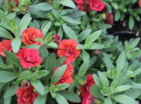 Minipetúnie, Million Bells 'Sweetbells Double Orange' - Calibrachoa hybrida 'Sweetbells Double Orange'