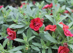 Minipetúnie, Million Bells 'Sweetbells Double Orange' - Calibrachoa hybrida 'Sweetbells Double Orange'