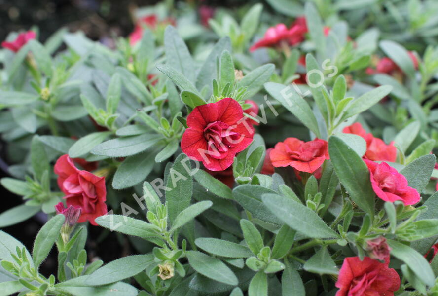 Minipetúnie, Million Bells 'Sweetbells Double Orange' - Calibrachoa hybrida 'Sweetbells Double Orange'