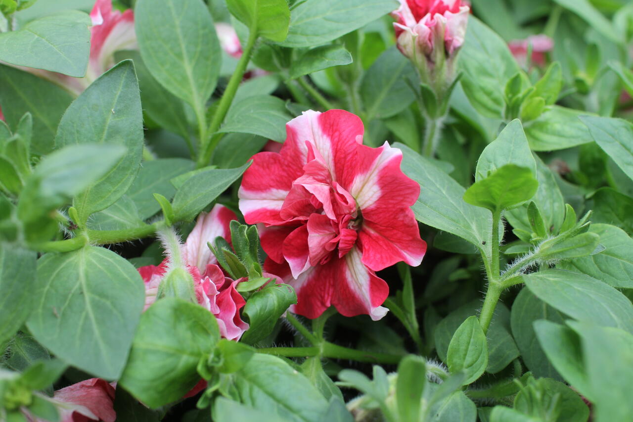 Petúnie 'Tumbelina Cherry Ripple' - Petunia hybrida 'Tumbelina Cherry ...