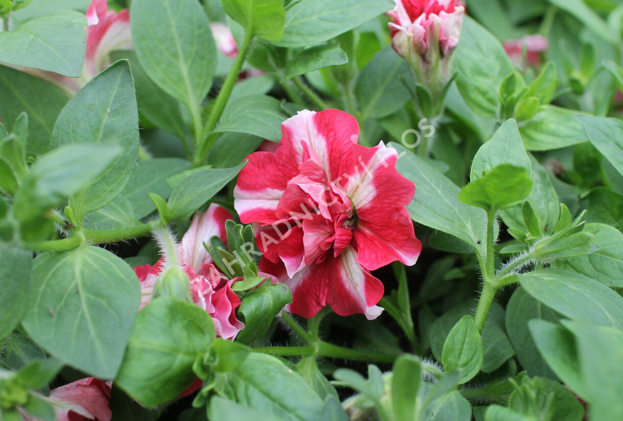 Petúnie 'Tumbelina Cherry Ripple' - Petunia hybrida 'Tumbelina Cherry Ripple'