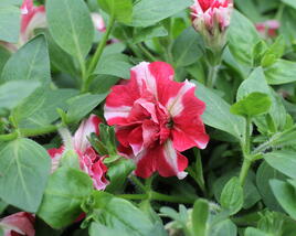 Petúnie 'Tumbelina Cherry Ripple'