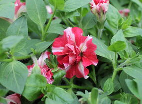 Petúnie 'Tumbelina Cherry Ripple' - Petunia hybrida 'Tumbelina Cherry Ripple'