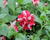 Petúnie 'Tumbelina Cherry Ripple'