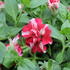 Petunia hybrida 'Tumbelina Cherry Ripple'_4.JPG