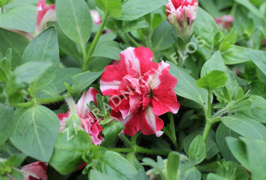Petúnie 'Tumbelina Cherry Ripple' - Petunia hybrida 'Tumbelina Cherry Ripple'
