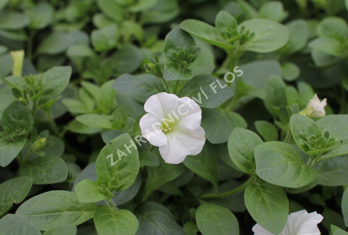 Petúnie, surfínie 'Snow' - Petunia hybrida Surfinia 'Snow'