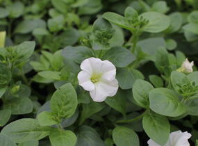 Petúnie, surfínie 'Snow' - Petunia hybrida Surfinia 'Snow'