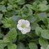 Petunia hybrida Surfinia 'Snow'_1.JPG