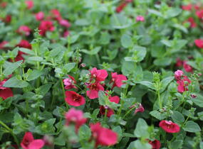 Ostruhatka 'Elfjes Deep Red' - Diascia elegans 'Elfjes Deep Red'