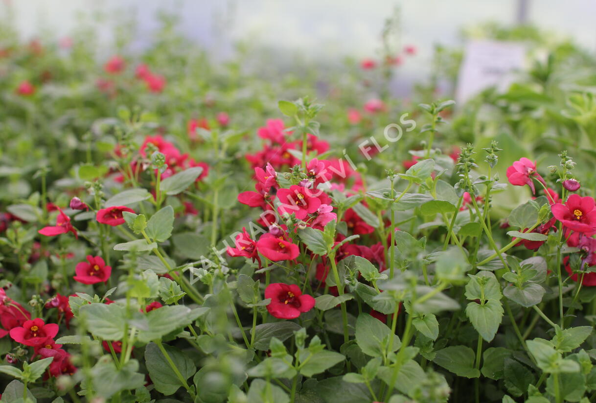 Ostruhatka 'Elfjes Deep Red' - Diascia elegans 'Elfjes Deep Red'