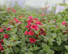 Ostruhatka 'Elfjes Deep Red'