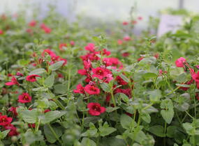 Ostruhatka 'Elfjes Deep Red' - Diascia elegans 'Elfjes Deep Red'
