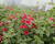 Ostruhatka 'Elfjes Deep Red'